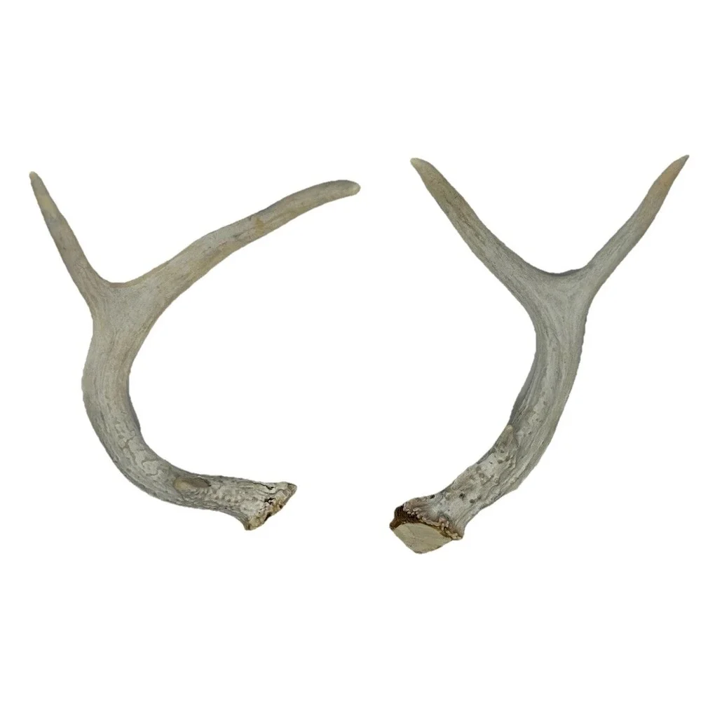 Wild 6 Point‎ Pennsylvania Whitetail Deer Antlers Horns Decor Man Cave Cabin